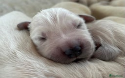 Golden Retriever dogs for sale: 1 Male Puppy Available  - Image 15
