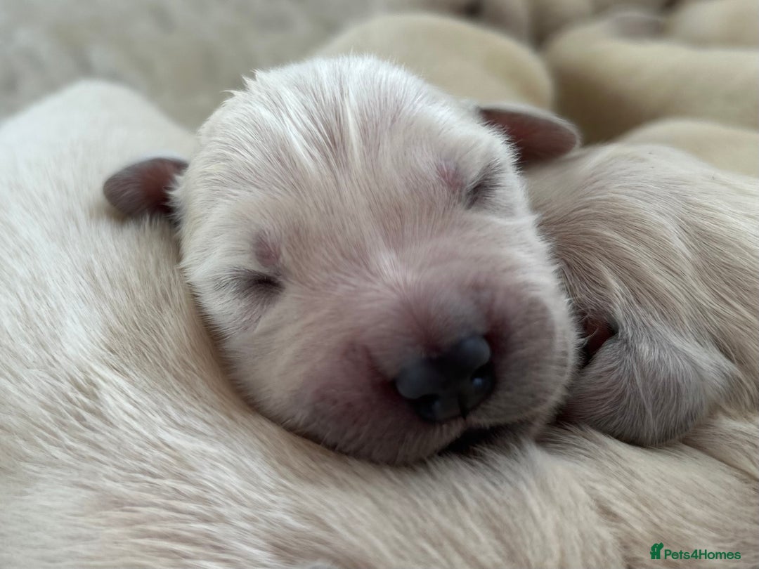 Golden Retriever dogs for sale: 1 Male Puppy Available  - Image 15