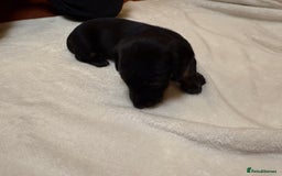 Dachshund dogs for sale: Smooth hair standard dachshunds - Image 7