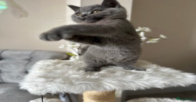 British Shorthair cats - Advert 15