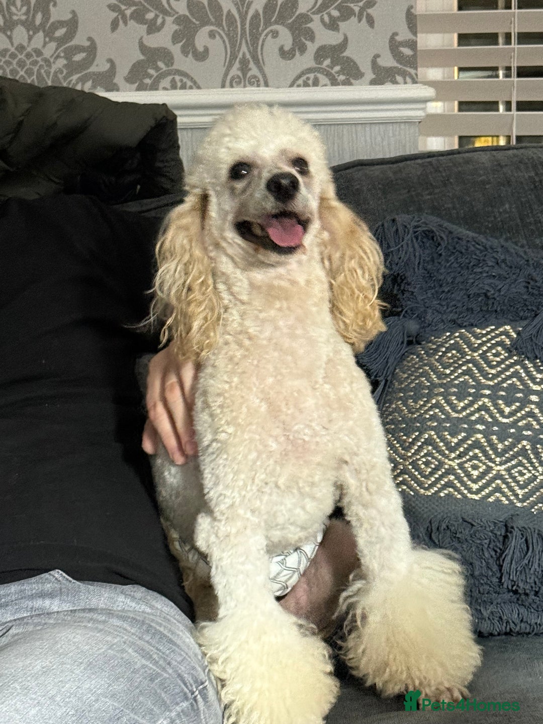 Cockapoo dogs for sale: Beautiful Cockapoo’s puppies for sale  - Advert 16