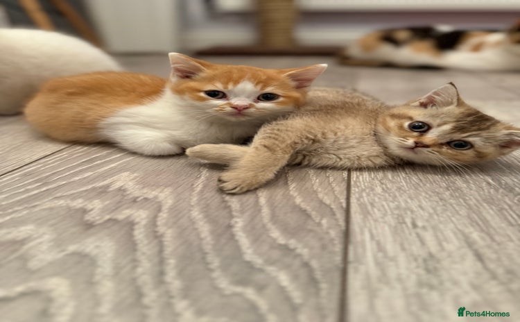 British Shorthair cats - Advert 10