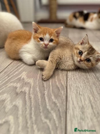 British Shorthair cats - Advert 1