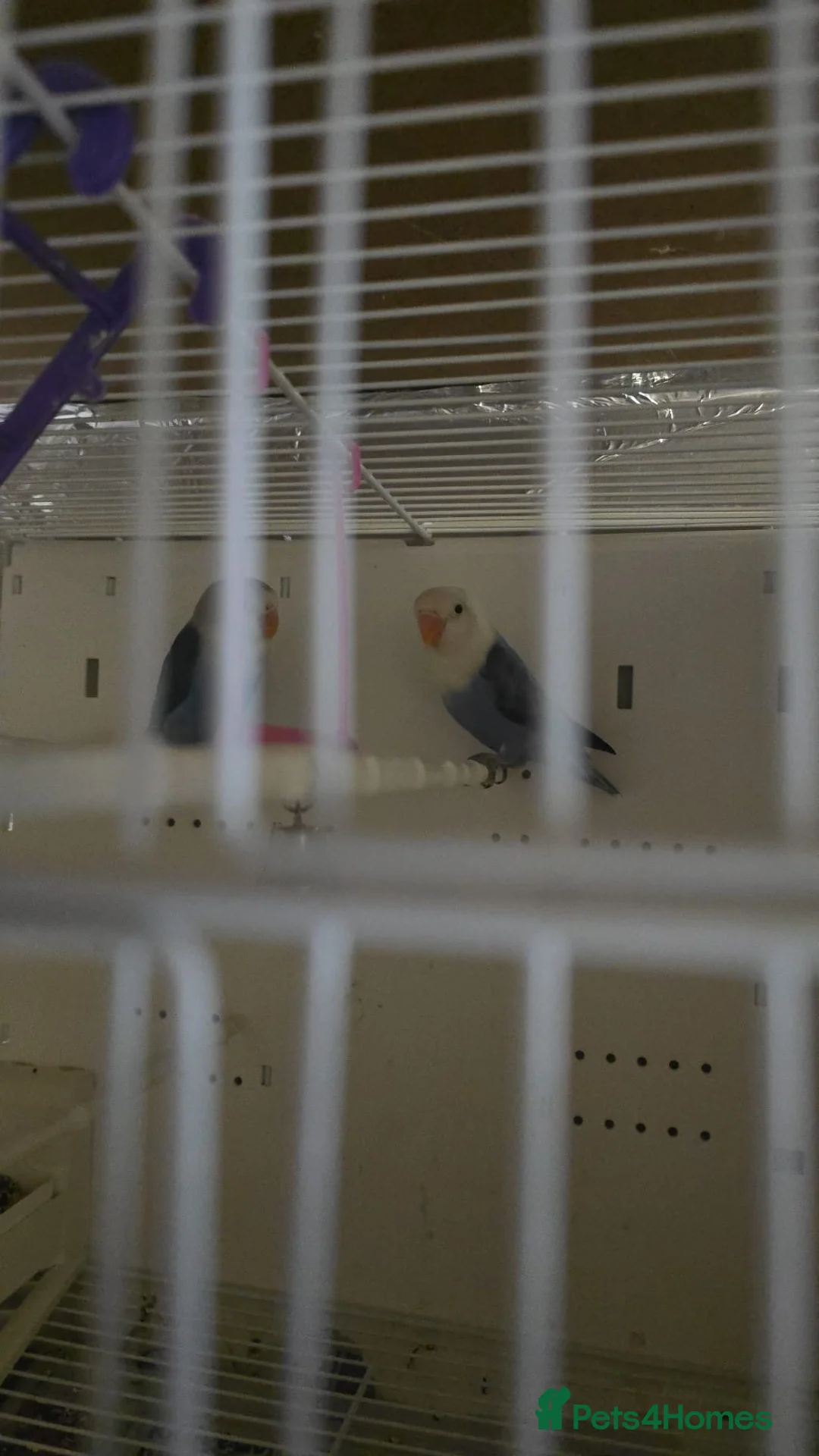 Lovebirds birds for sale: Blue Lovebirds - Advert 1