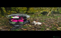 Sprocker dogs for sale: Hendrix the male sprocker available. - Image 2