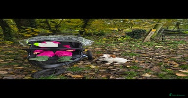 Sprocker dogs - Advert 9