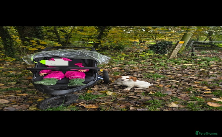 Sprocker dogs - Advert 3