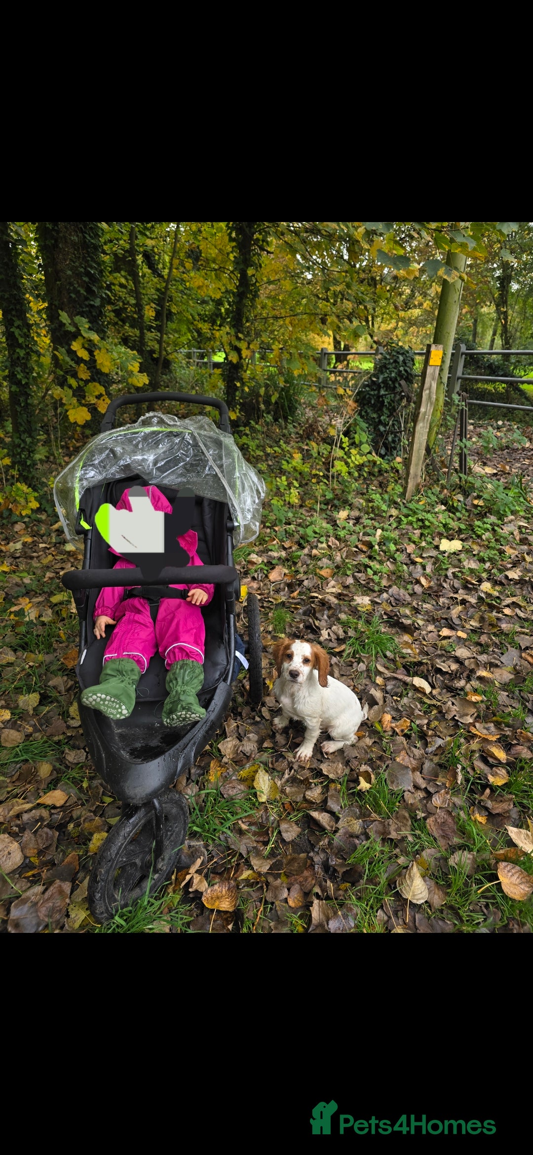 Sprocker dogs for sale: Hendrix the male sprocker available. - Image 2