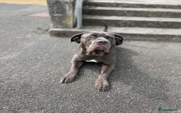 Cane Corso dogs for sale: Coco The Cane Corso - Image 4