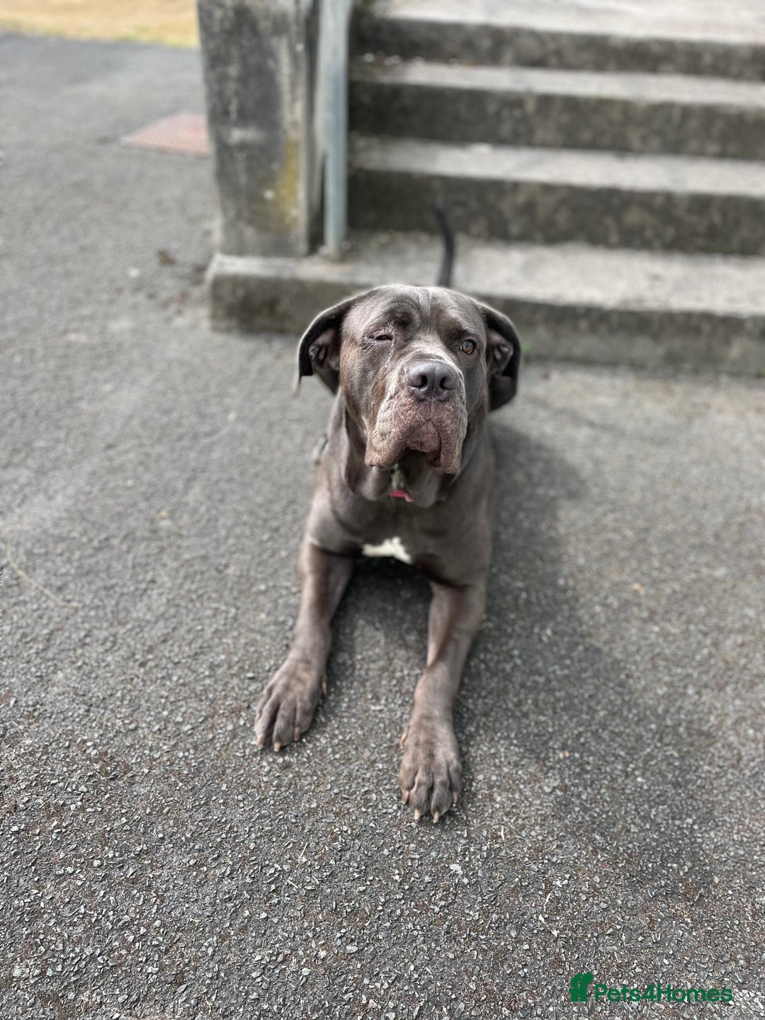 Cane Corso dogs for sale: Coco The Cane Corso - Image 4