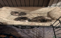 Mixed Breed cats for sale: 3 Kittens For Rehoming  - Image 6