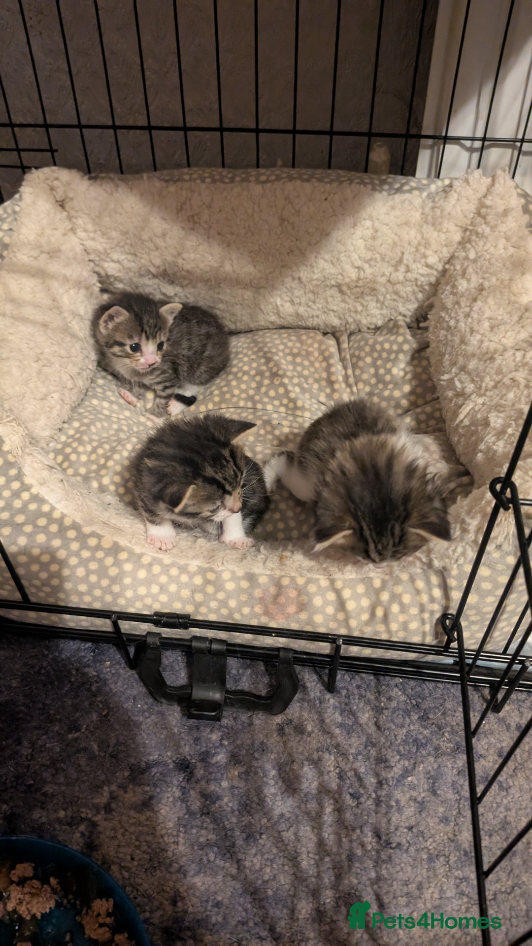 Mixed Breed cats for sale: 3 Kittens For Rehoming  - Image 6