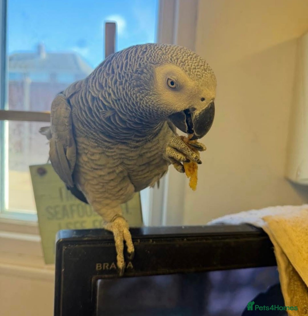 Parrots birds for sale: African grey, affectionate & friendly  - Advert 2