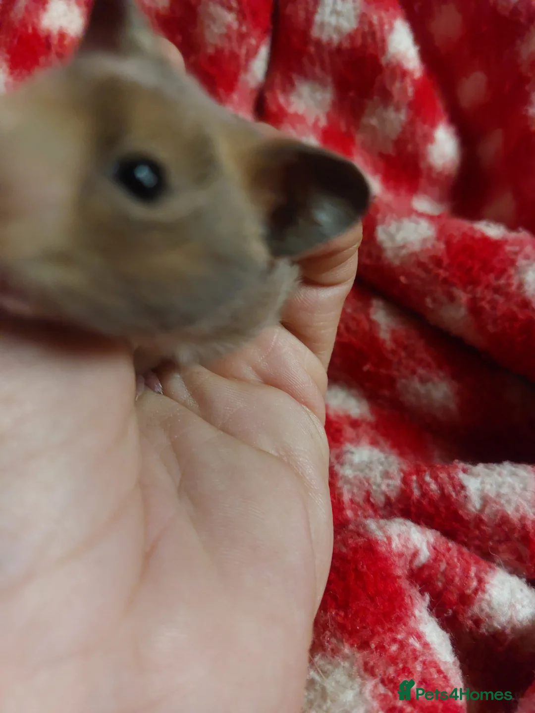 Hamster rodents for sale: pedigree lines Syrian hamsters  in Lydney - Advert 2