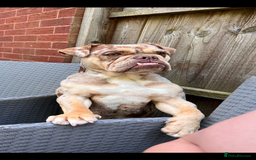 Mixed Breed dogs for sale: English bulldog Female  - Image 5