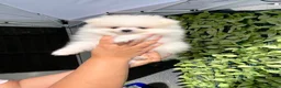 Pomeranian dogs for sale: Teddy bear Pomeranian  **  puppies  in Lutterworth - Advert 2