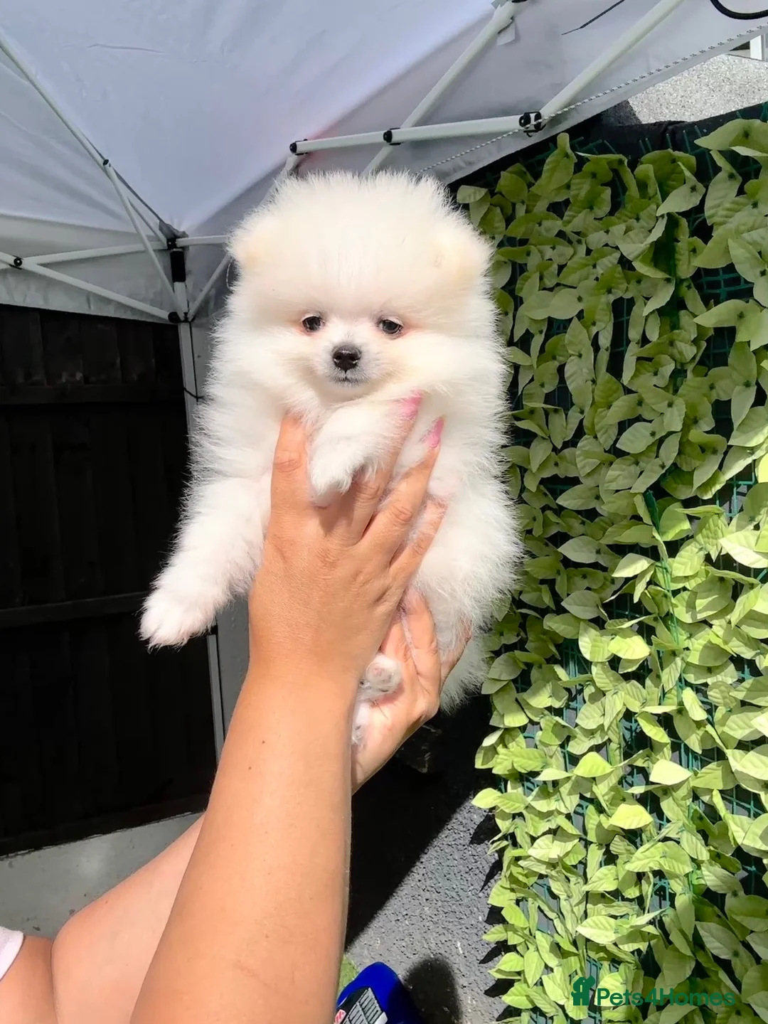 Pomeranian dogs for sale: Teddy bear Pomeranian  **  puppies  in Lutterworth - Advert 2