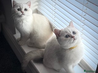 Scottish Fold cats 😻Last Two Stunning Scottish straight girls 😻 - Advert 6