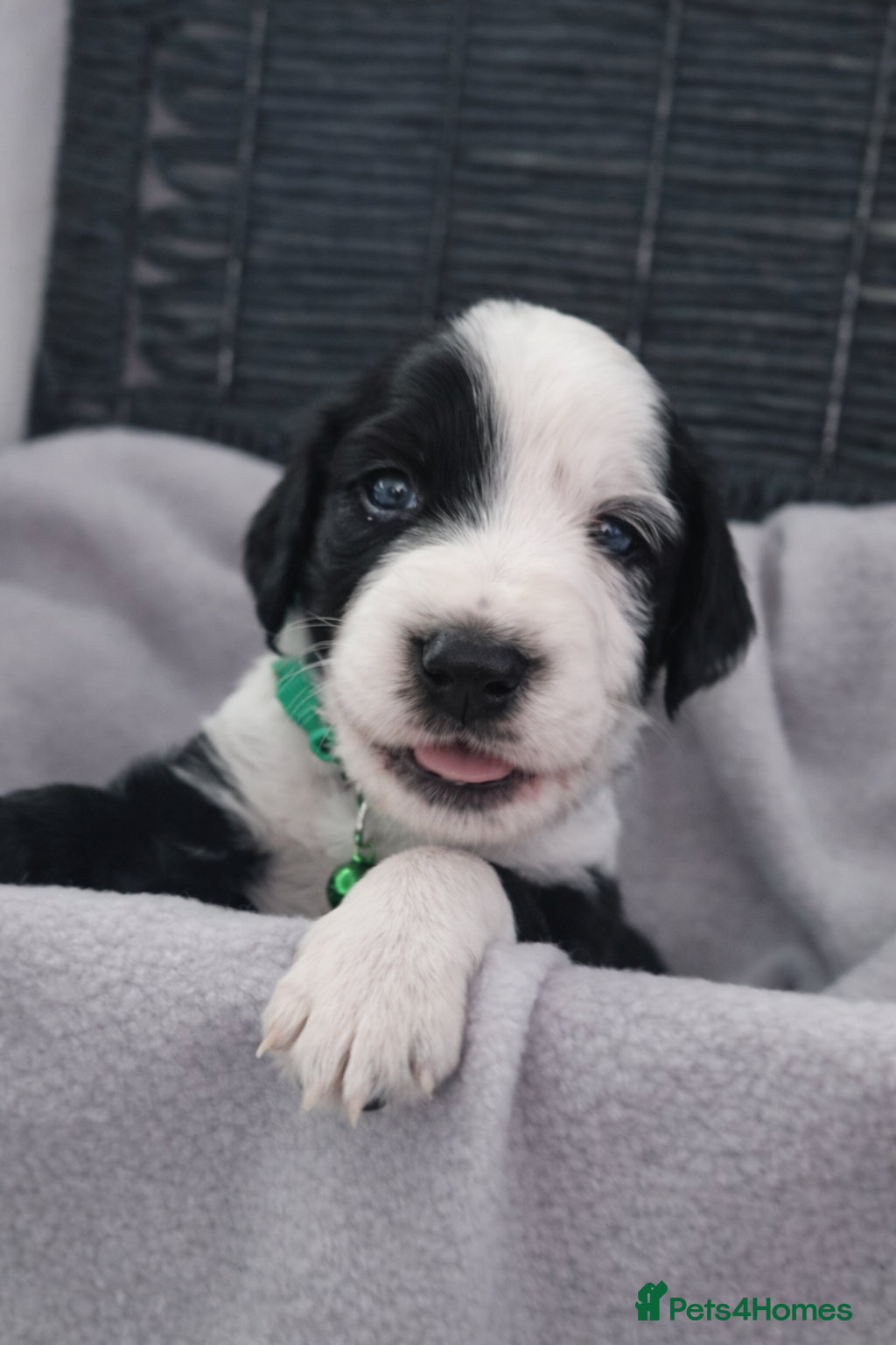 Mixed Breed dogs 🐾 Cocker Spaniel × Jack Russell Family Puppies - Advert 2