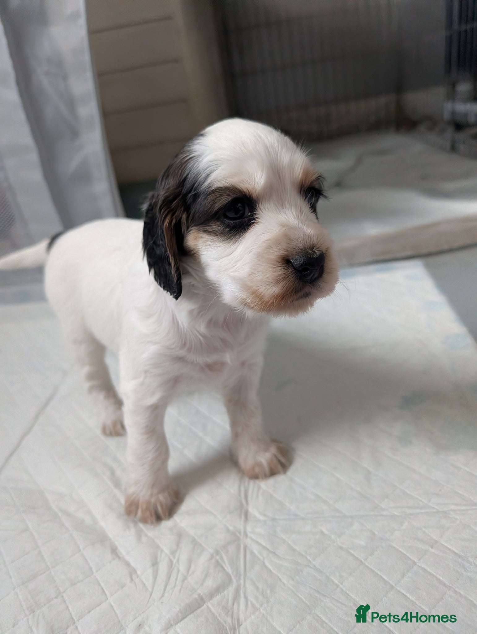 Cocker Spaniel Puppy 3