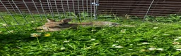 Netherland Dwarf rabbits for sale: FOUR BABY NETHERLAND DWARFS FOR SALE - Advert 7