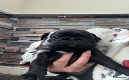 Pug dogs for sale: 2 male black pugs - Image 2