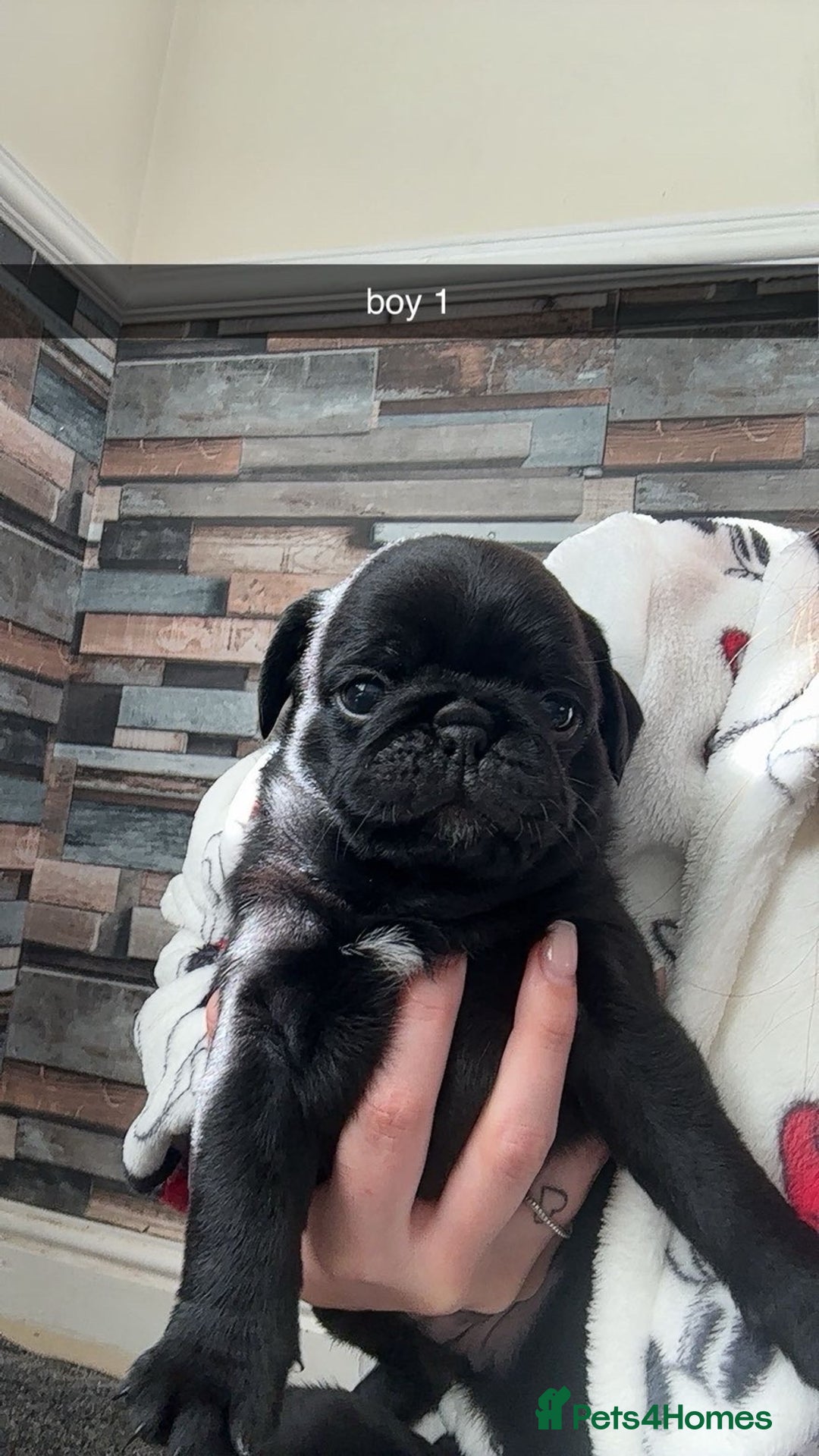 Pug dogs for sale: 2 male black pugs - Image 2