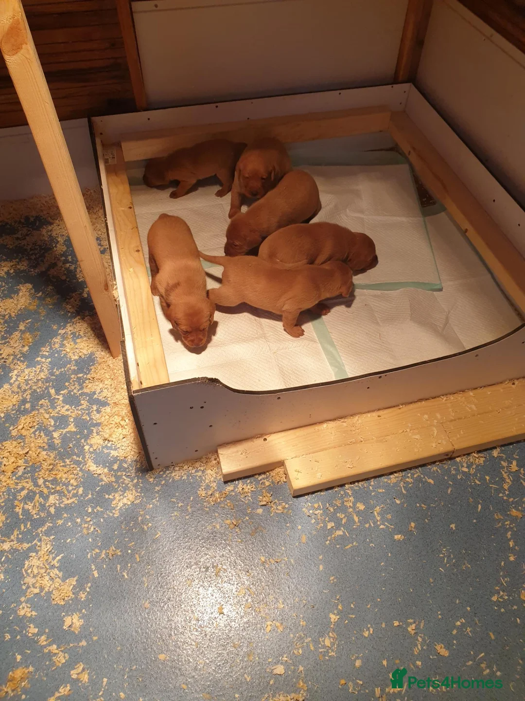 Labrador Retriever dogs for sale:  Labrador Retrievers - Advert 6