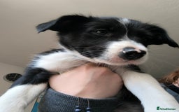 Border Collie dogs for sale: Border Collie Puppies - Image 2