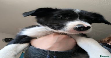 Border Collie dogs - Advert 3