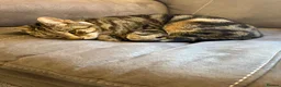 Bengal cats for sale: Abandoned female cat  - Advert 2
