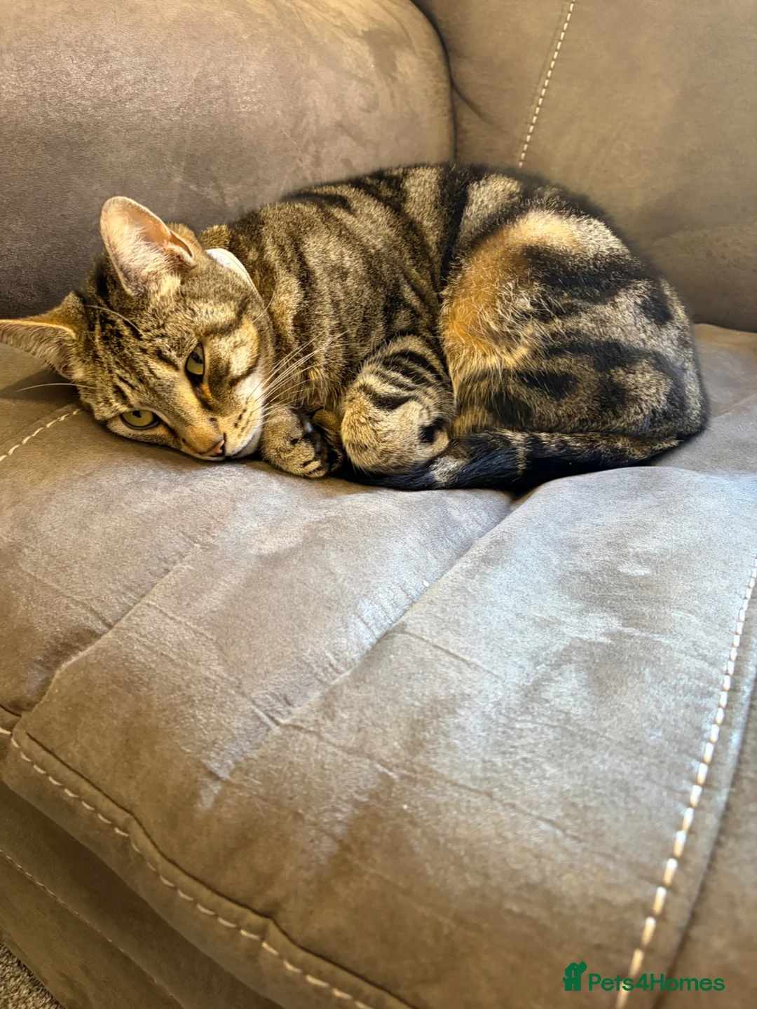 Bengal cats for sale: Abandoned female cat  - Advert 2