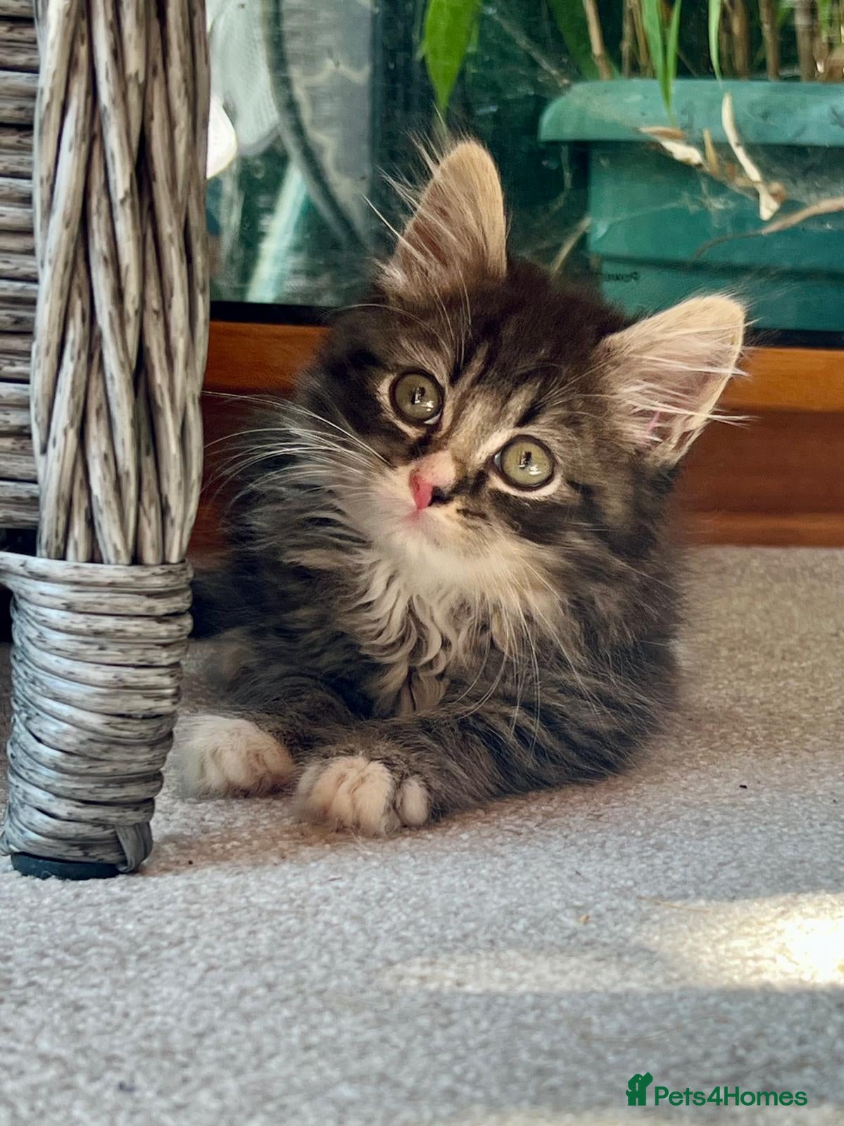 Mixed Breed cats Mixed pedigree kittens - Advert 1