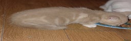 Mixed Breed cats for sale: 1 white, ginger and caramac kitten  - Advert 21