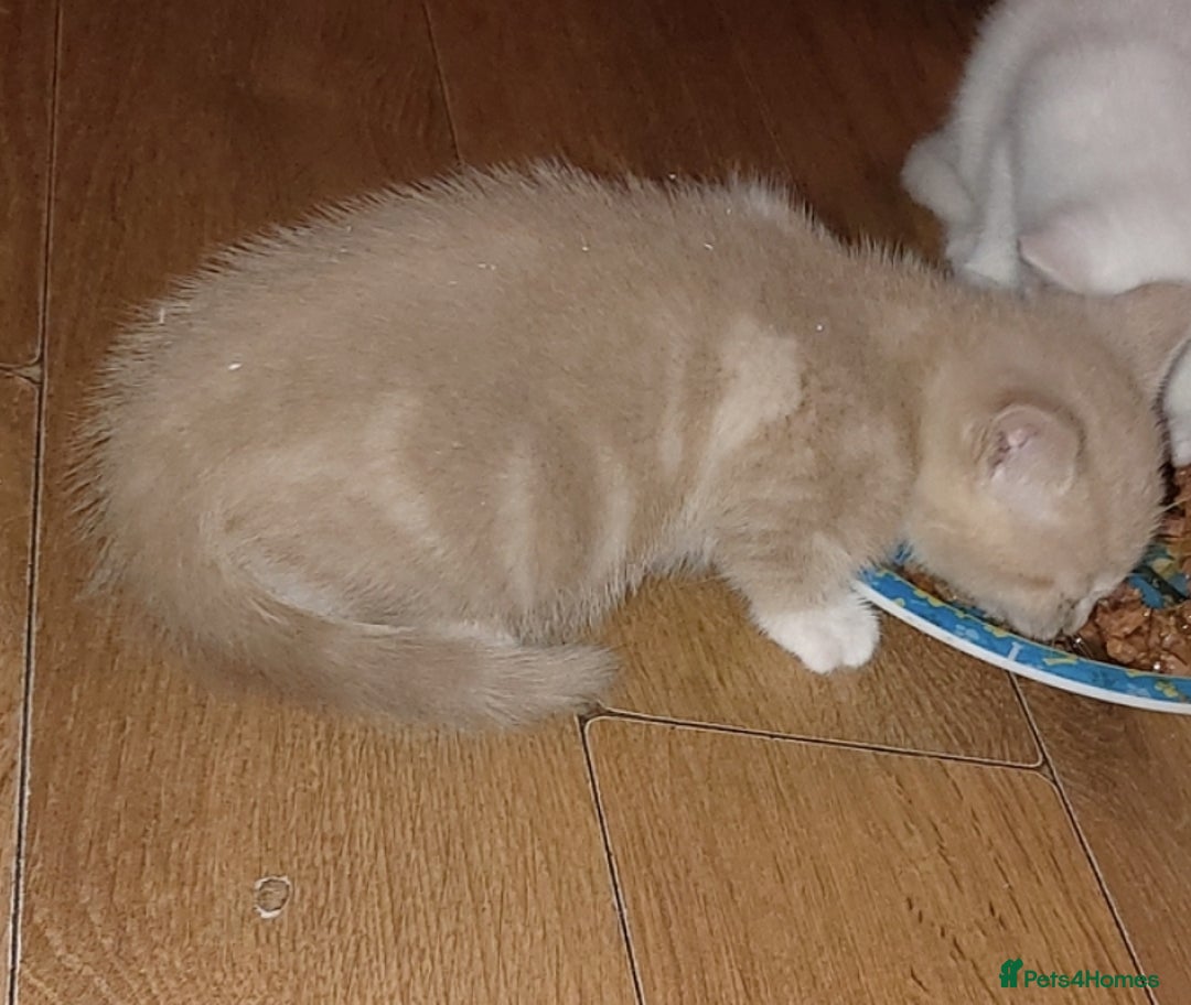 Mixed Breed cats for sale: 1 white, ginger and caramac kitten  - Advert 21