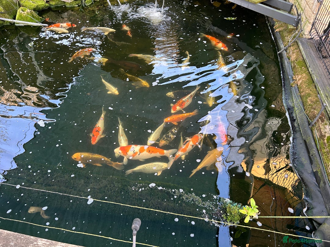 Koi Carp fish for sale: Koi Carp - Image 6