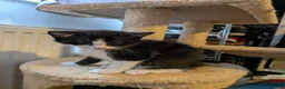 Mixed Breed cats for sale: Kittens - Advert 8
