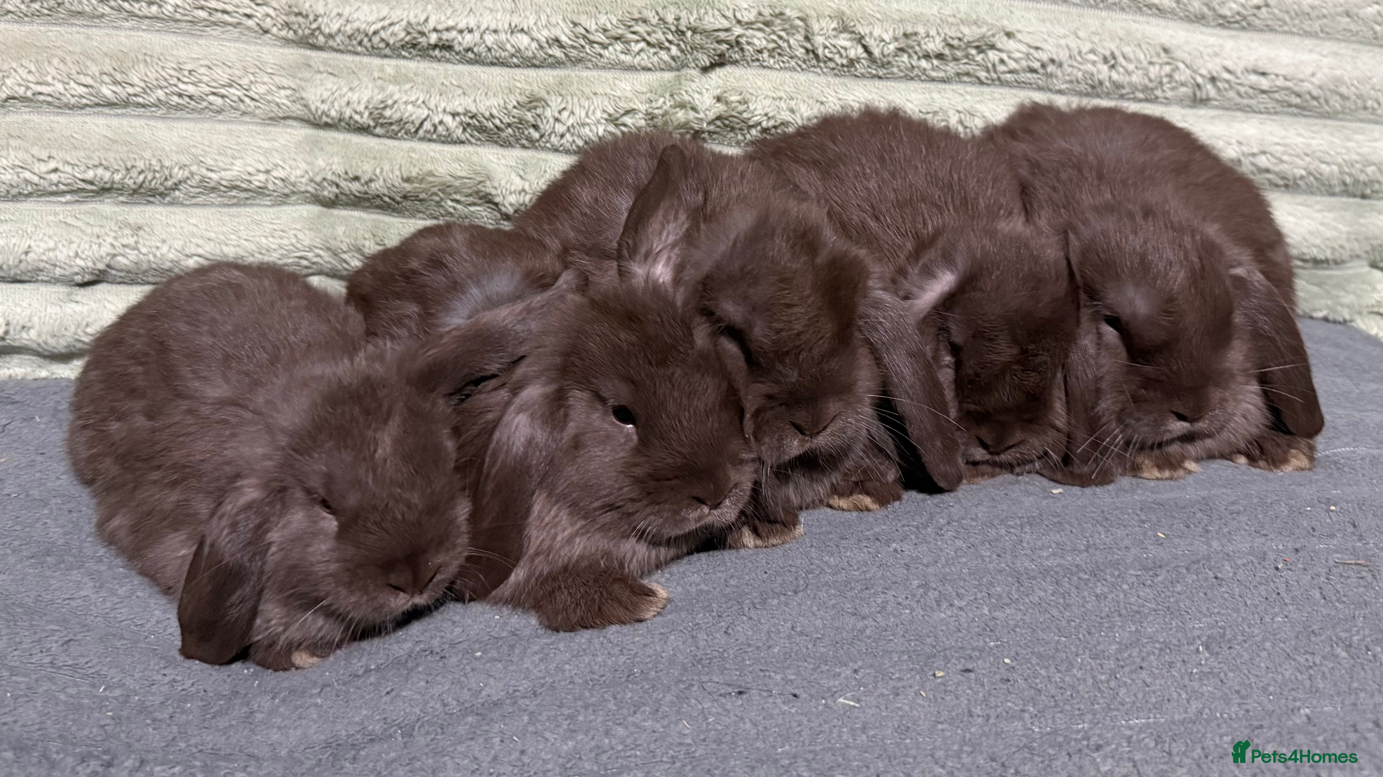 Mini Lop rabbits 💙💜Beautiful Mini Lops💜💙 - Advert 11
