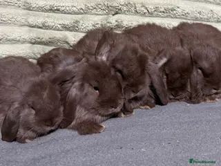 Mini Lop rabbits 💙💜Beautiful Mini Lops💜💙 - Advert 2