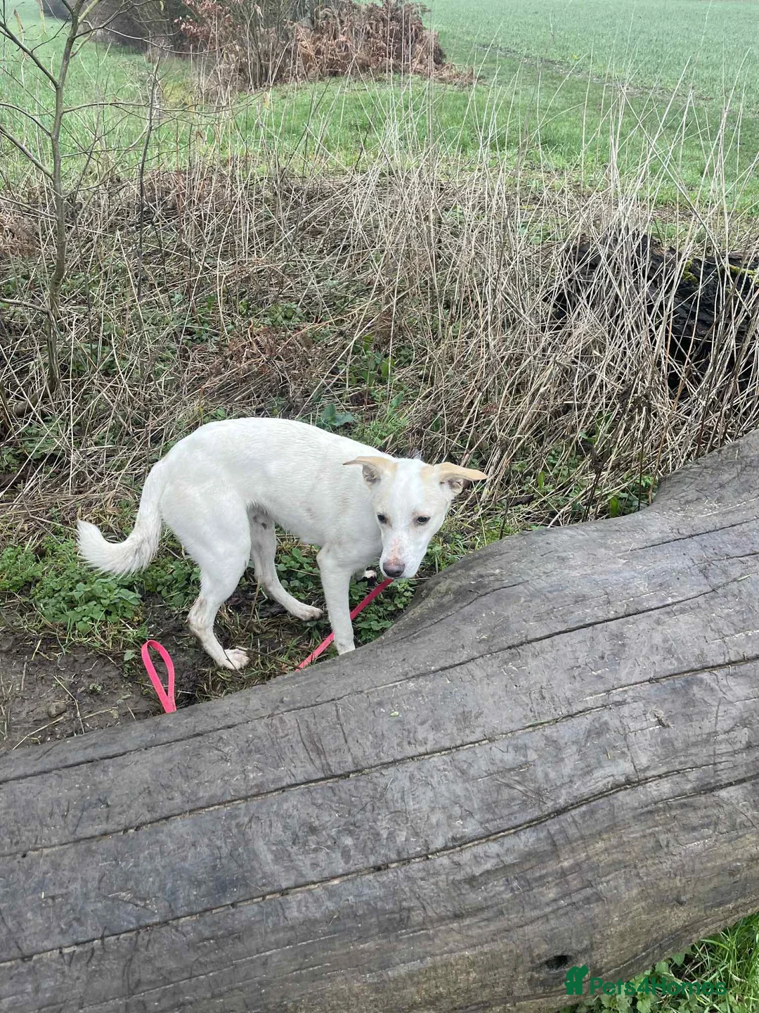 Mixed Breed dogs for adoption: Miss Archer is looking for her forever home  - Advert 4