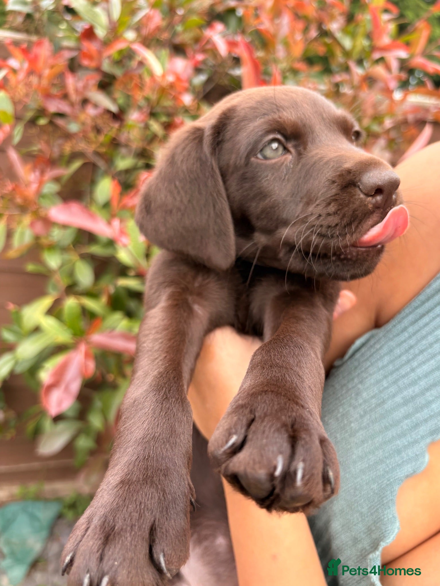 Labrador Retriever dogs Gorgeous Labrador Puppies – Ready Now 🐾 - Advert 5