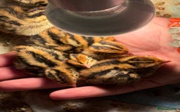 Quail poultry for sale: coturnix quails - Image 3