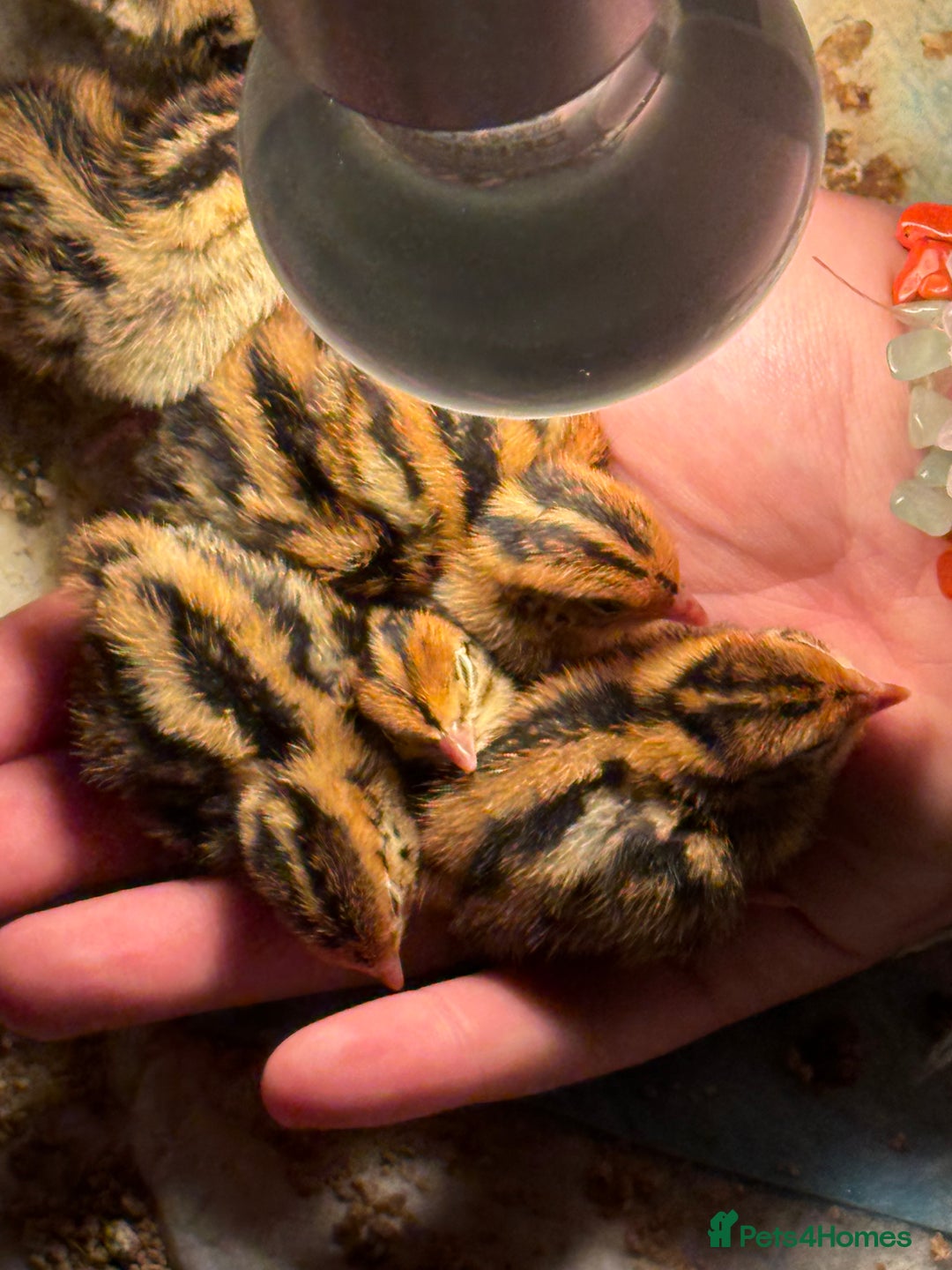 Quail poultry for sale: coturnix quails - Image 3