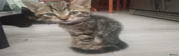 Mixed Breed cats for sale: 3 Lovely Tabby Kittens in Gravesend - Advert 3