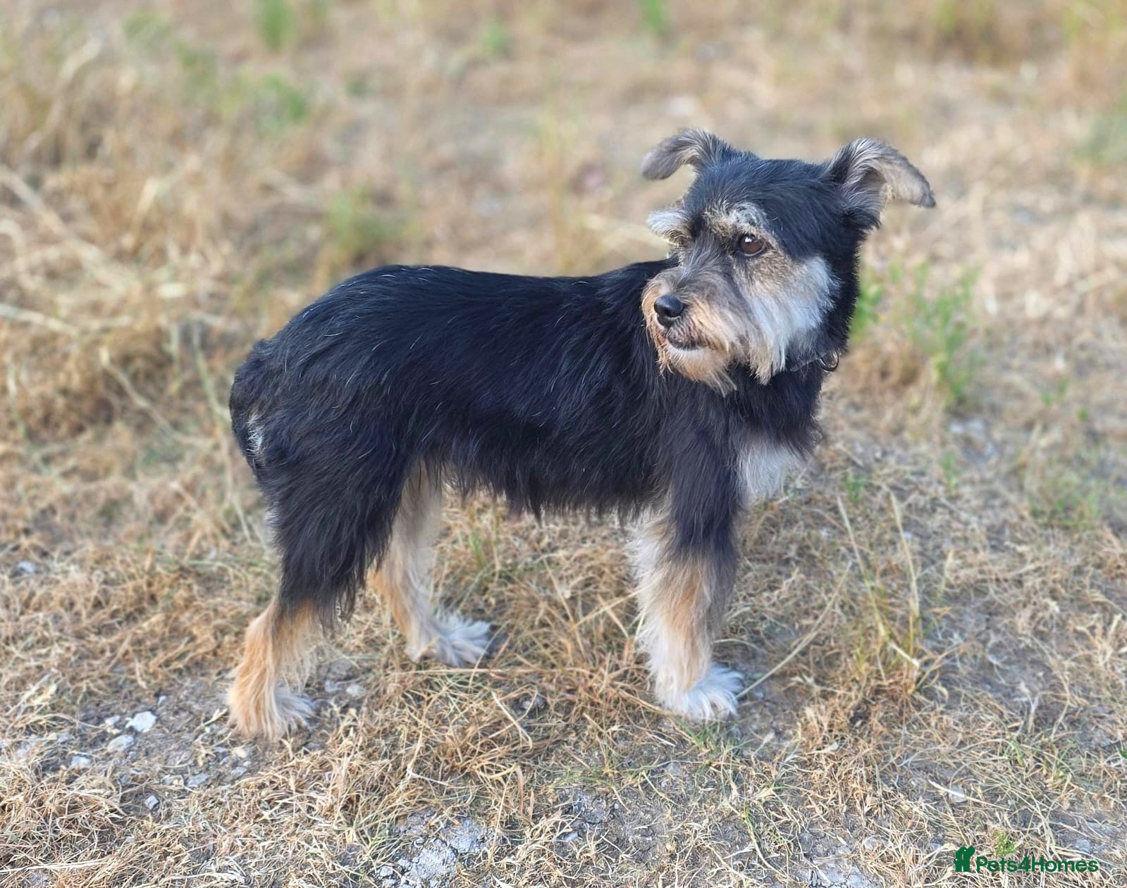 Yorkshire Terrier dogs for adoption: Linda in Holywell - Advert 7