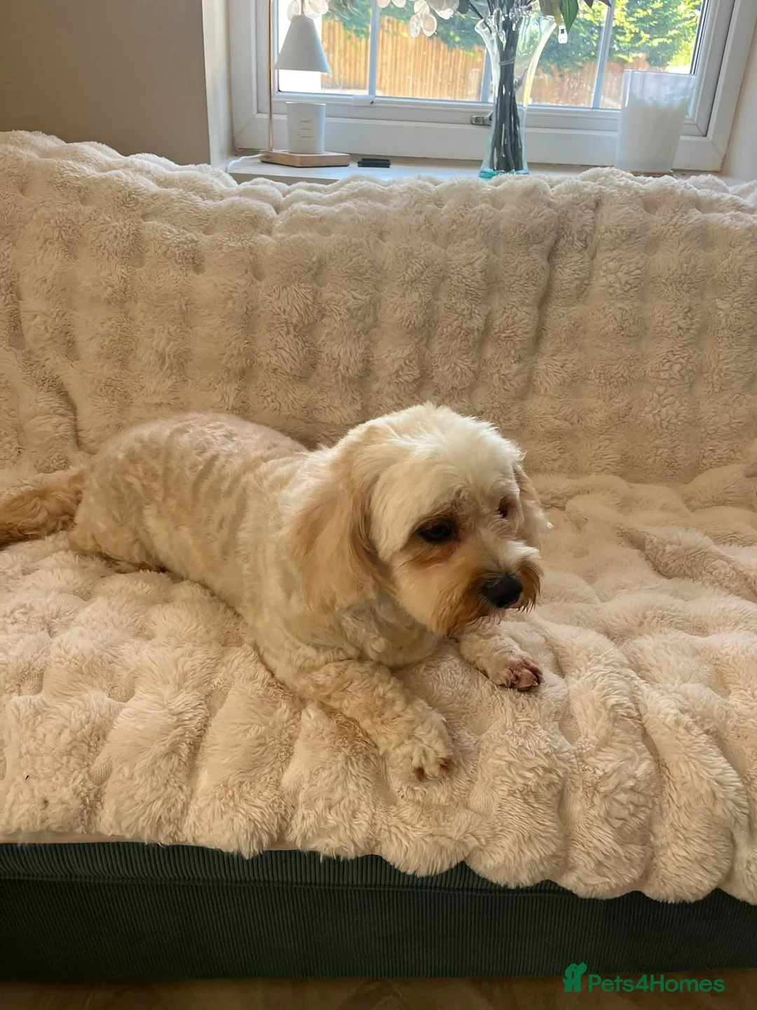 Cavachon dogs for sale: Cavachon female fully trained female (spayed) - Advert 2