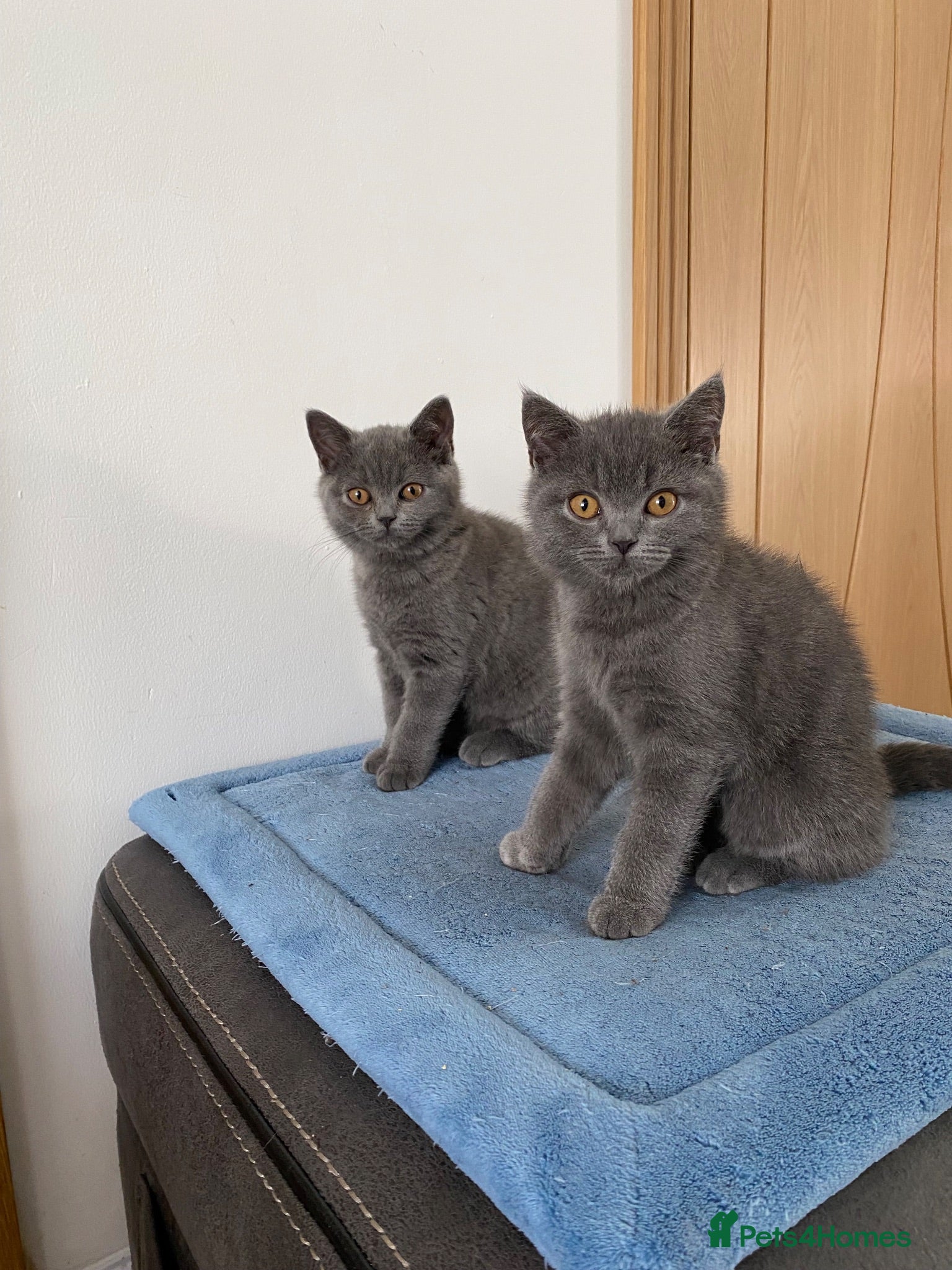 British Shorthair cats British shorthair boy and girl “Ready now “ - Advert 7