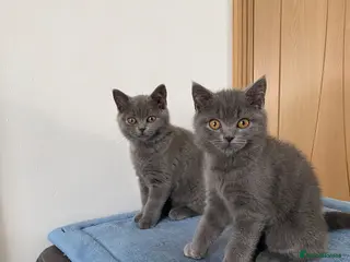 British Shorthair cats British shorthair boy and girl “Ready now “ - Advert 4