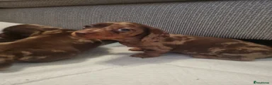 Miniature Dachshund 1