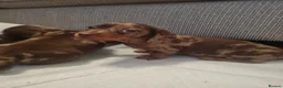 Miniature Dachshund dogs for sale: KC reg miniature smooth haired dachshund puppies - Advert 8